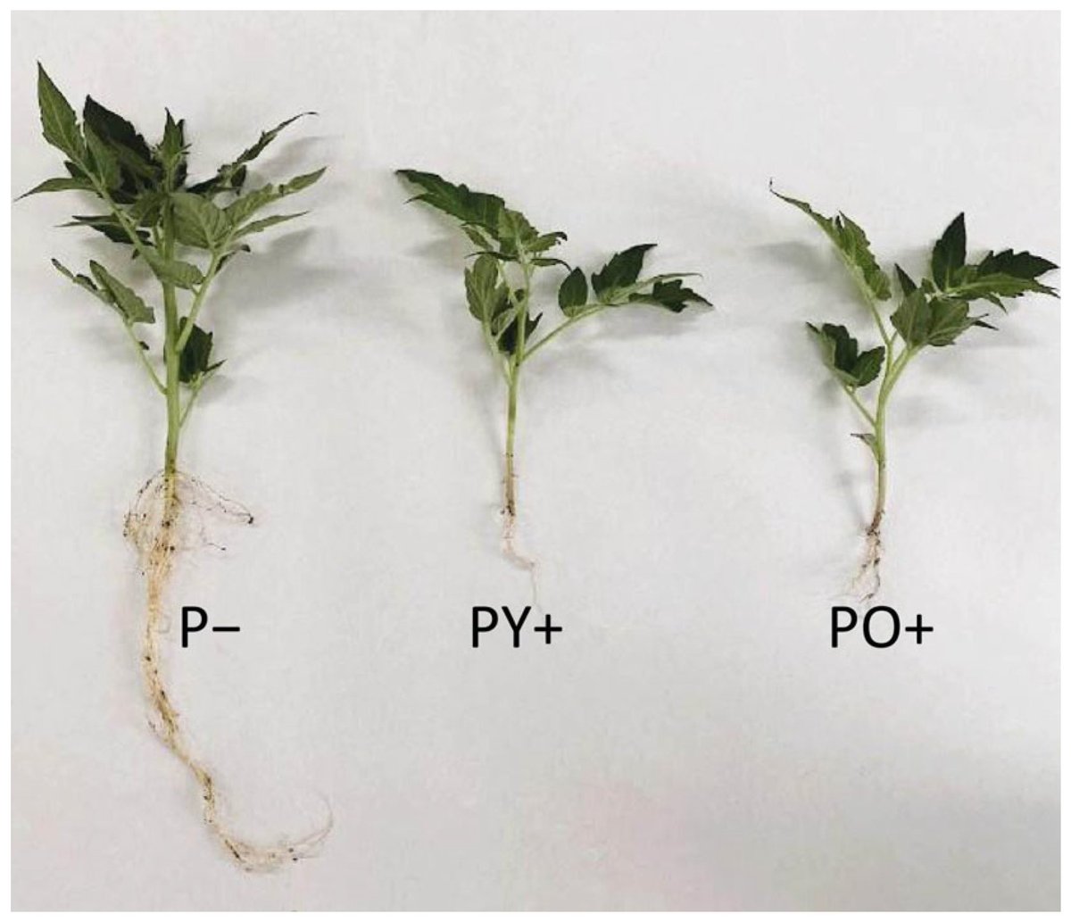 Plants_MDPI's tweet image. ☀️ Can solar panels help crops grow?

Researchers tested lead-free perovskite panels as greenhouse covers and found healthy growth in tomatoes &amp;amp; Artemisia 🌿

🔗 Read more: brnw.ch/21wWP1v

#SolarTech #AgriInnovation