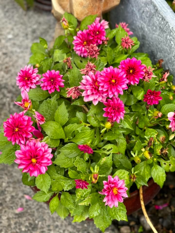 Adam Hiroto (@adamhiroto) on Twitter photo 