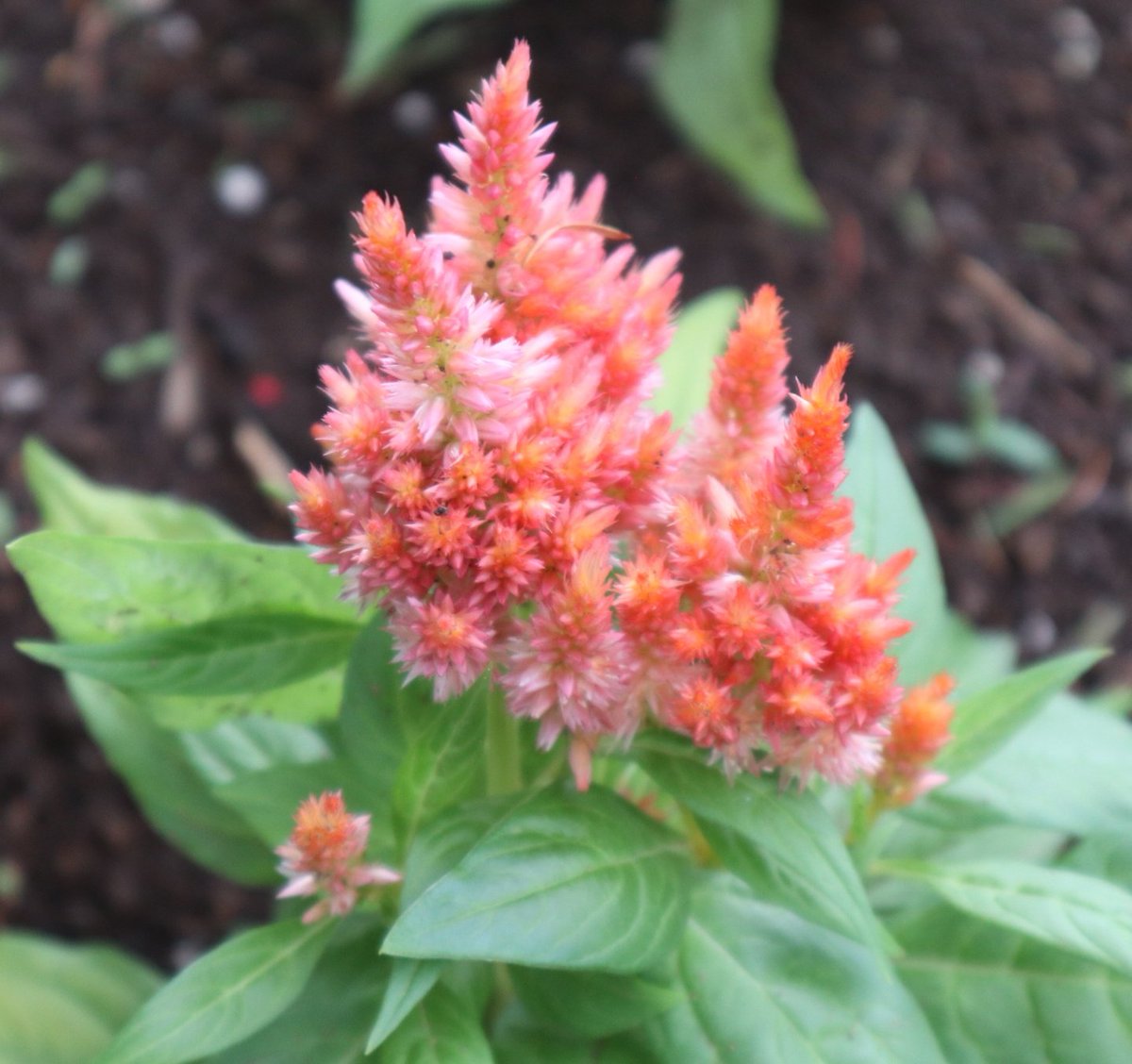 Yuuka ☀️プロフ確認☀️ 2 アオダモ 株立ち Yuuka ☀️プロフ確認