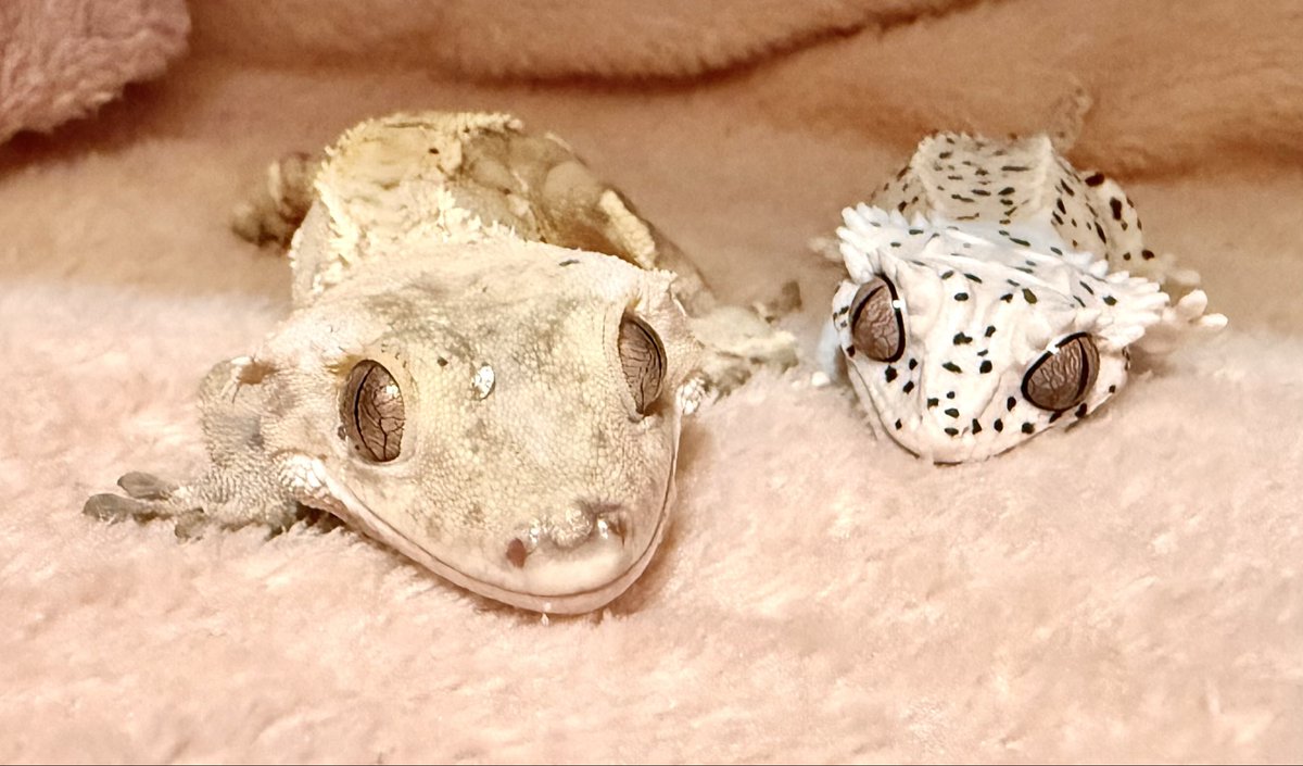 Rose_LD@ ⋆*❁*⋆ฺ。*🥀 tweet media