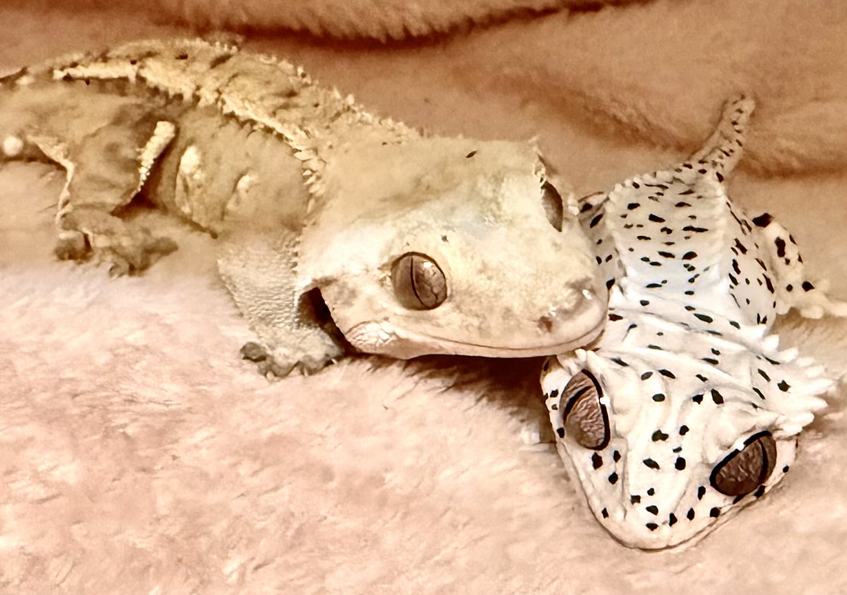 Rose_LD@ ⋆*❁*⋆ฺ。*🥀 tweet media