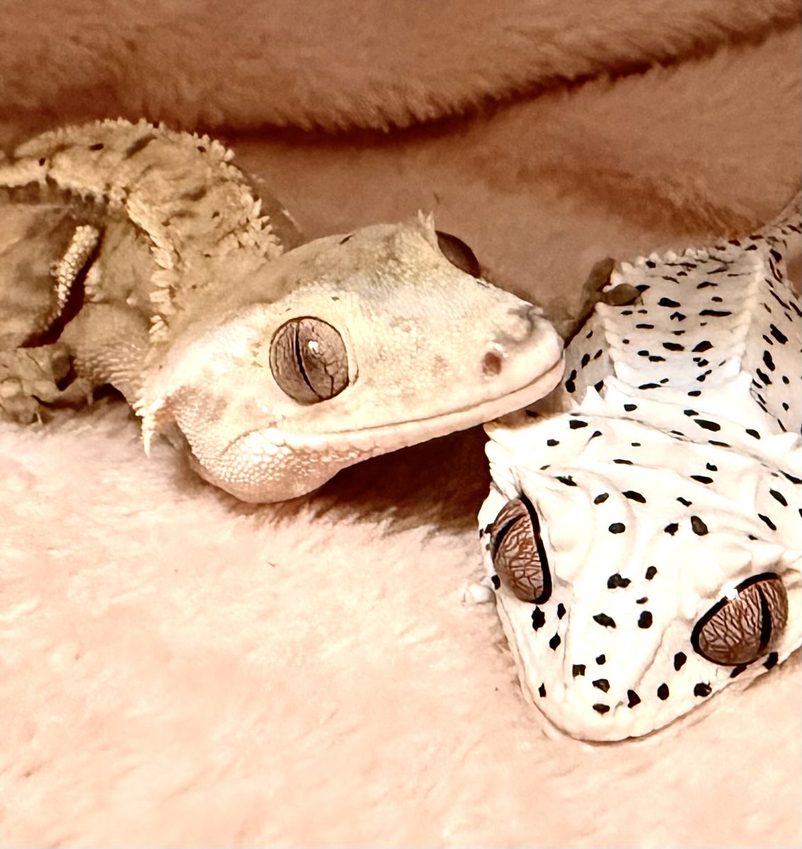 Rose_LD@ ⋆*❁*⋆ฺ。*🥀 tweet media