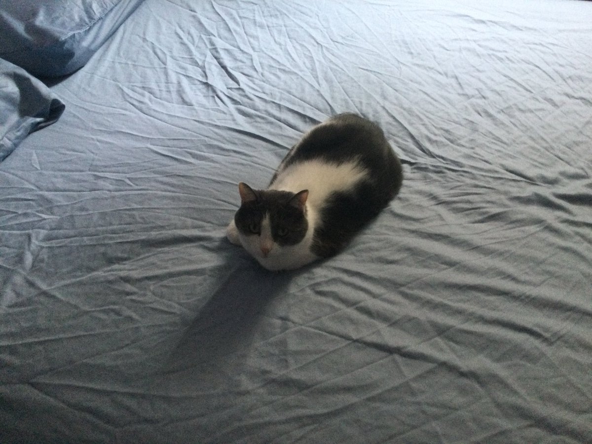 Guys, I’m beginning to think that professional wrestling might have started being scripted recently.