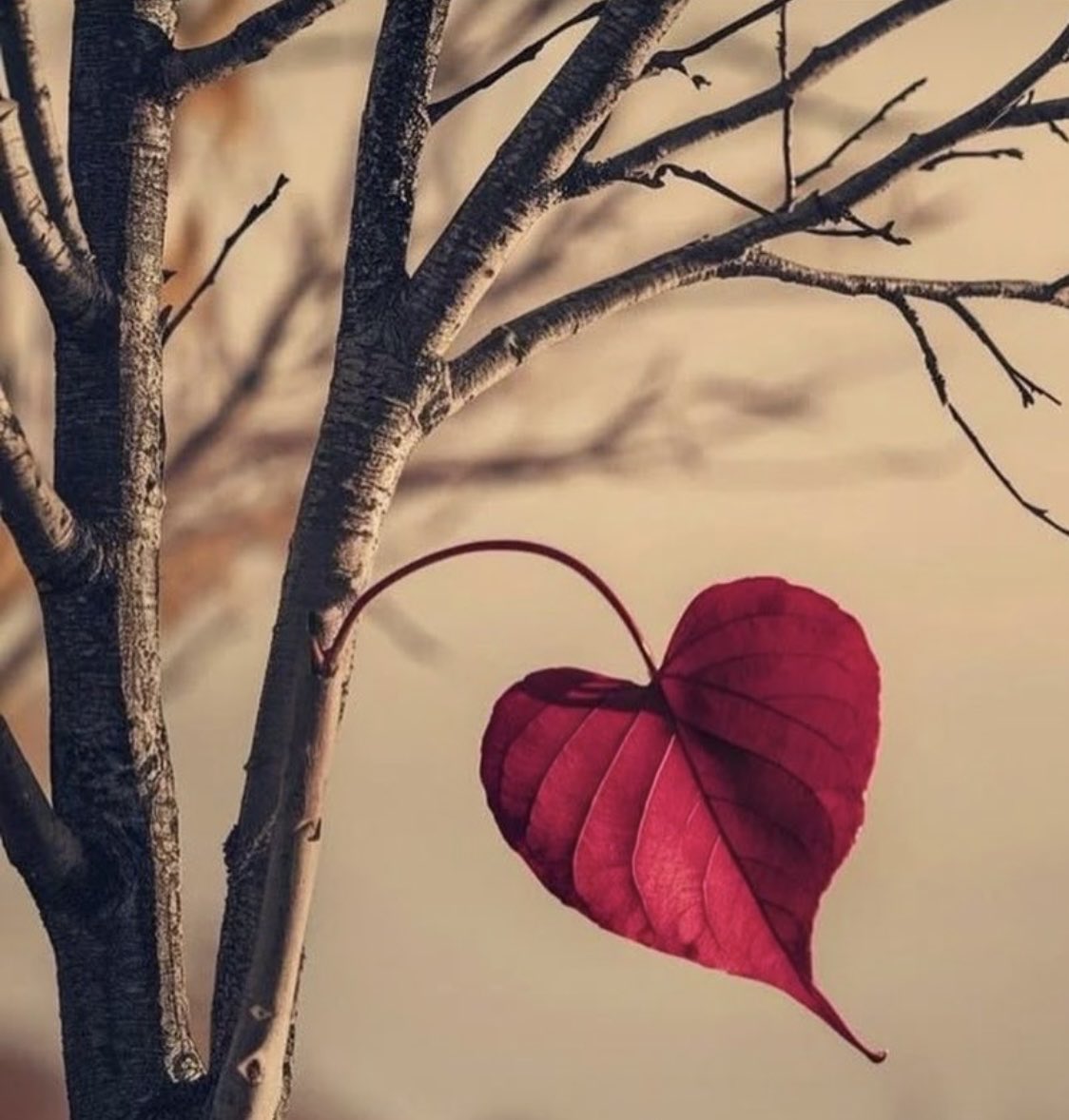 أتمنى أن نعيش سنه القادمه....كلها مابين،،،،
(فأستجبنا له)،،،(واتاكم من كل ما سألتموه)،،،
أن تتسع قلوبنا باليقين،وتسهل دروبنا باليسر♥️⚜️
#رساله_صباحيه 
#صباح_الخير