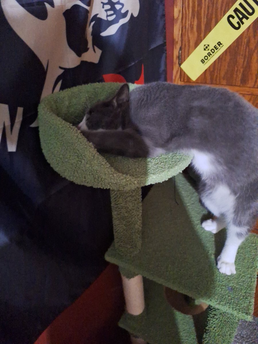 AnorexicWh0re's tweet image. Calm down junkie the catnip isnt going anywhere
