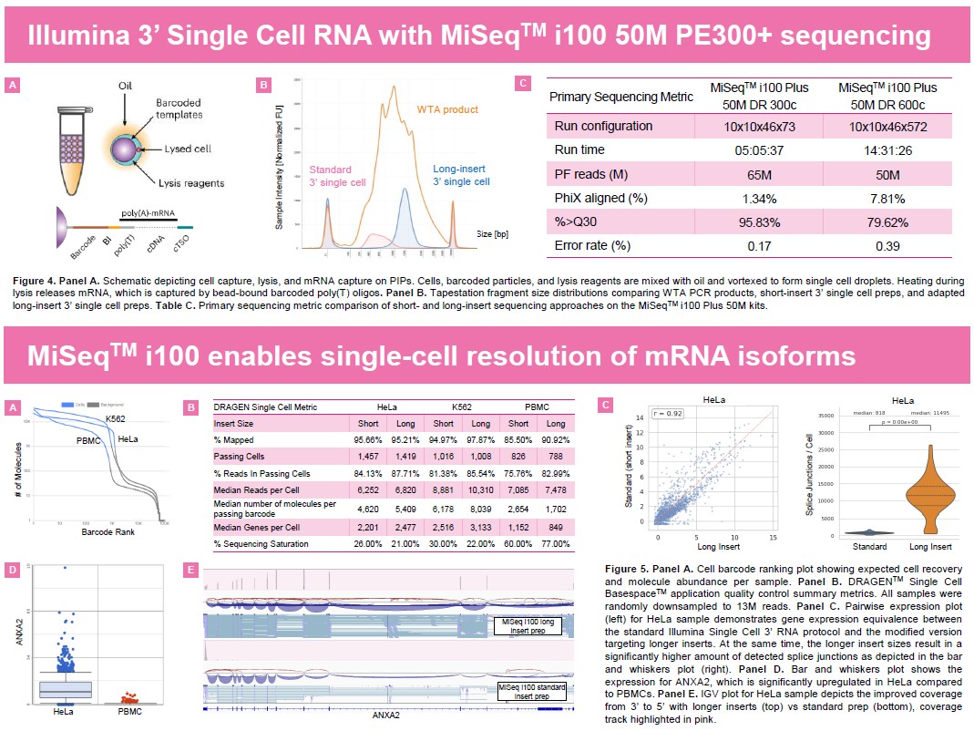 AntoBeck's tweet image. This is what happens when you pair @illumina 3&apos; Single Cell RNA library prep kits with 600 cycle sequencing kits on MiSeq i100.... Isoform detection shown in ASHG 2025 poster by Illumina R&amp;amp;D. 
#DRAGEN #RNASeq #isoform #SpliceVariant #splicing #singlecell #MiSeqi100