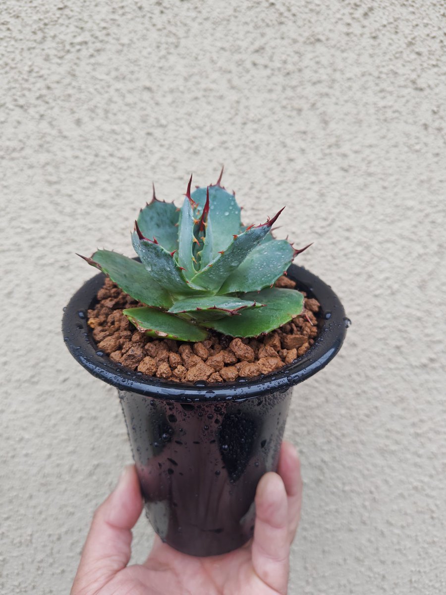 オマメプランツ (@omame_plants) / Posts / X