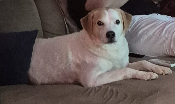 Minha irmã contou que esses dias nosso cachorro ficou chorando porque não tava conseguindo levantar e era porque ele deitou em cima da patinha e ela dormiu kkkk que saudade de ir ver ele fazer o drama dele