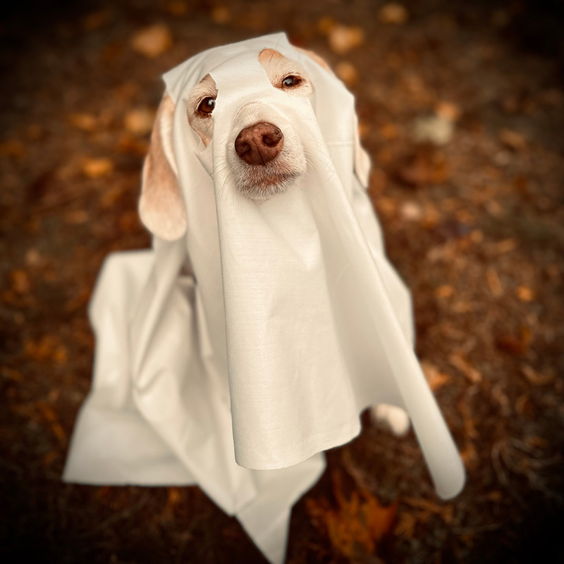 BONESbeagles's tweet photo. Happy HOWL-oween, almost! ๐ We're getting spooky here in New England. Are your beagles already testing out their trick-or-treating gear? Share your pup in their costume below! We want to see all the spooky snoots and floppy pirate ears! ๐ป
#BeaglesInCostumes #HalloweenDogs https://t.co/N44D0Kt3HE