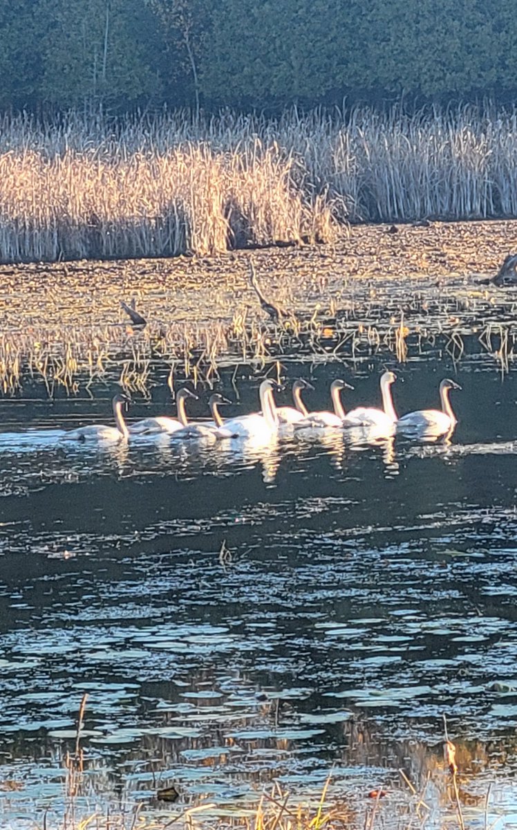 #WildSwans ...