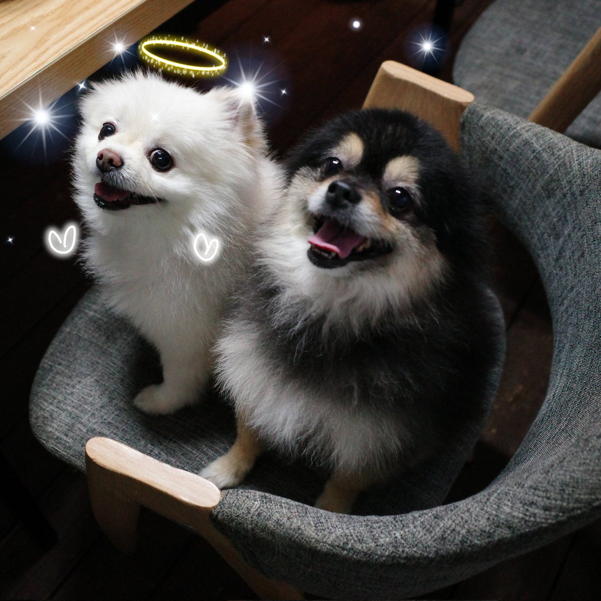 avi4696's tweet photo. Melo thank you for being a cute little puff for all these years. Be one among the stars up there 😭🫶🏻 https://t.co/VAGjUbi85N
