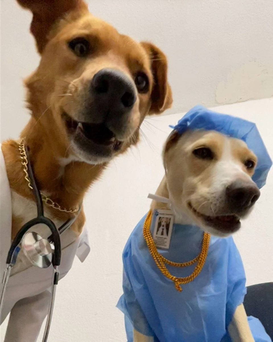 Dilo con perritos tweet media