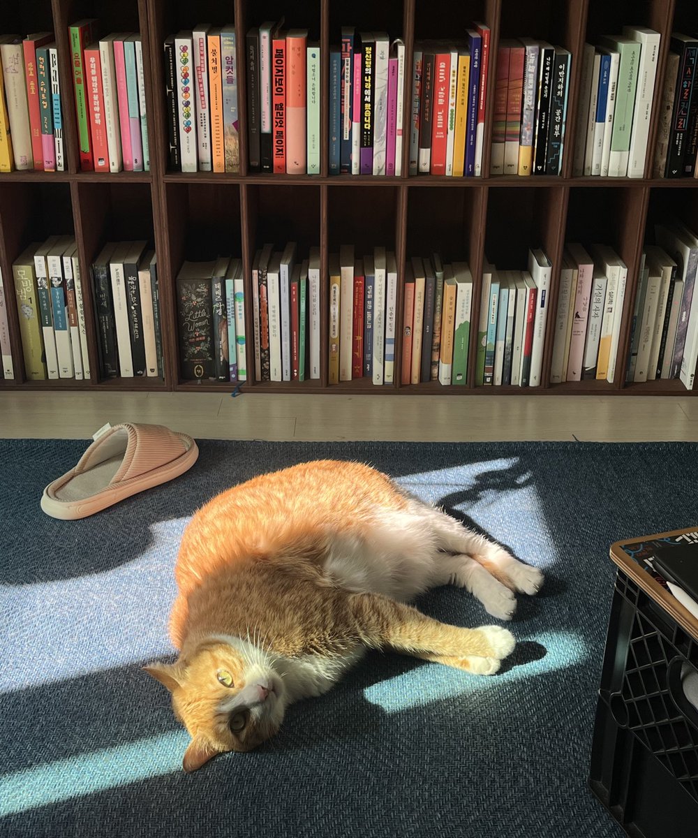 고양이들 번갈아가며 가을 햇살 즐기는 중