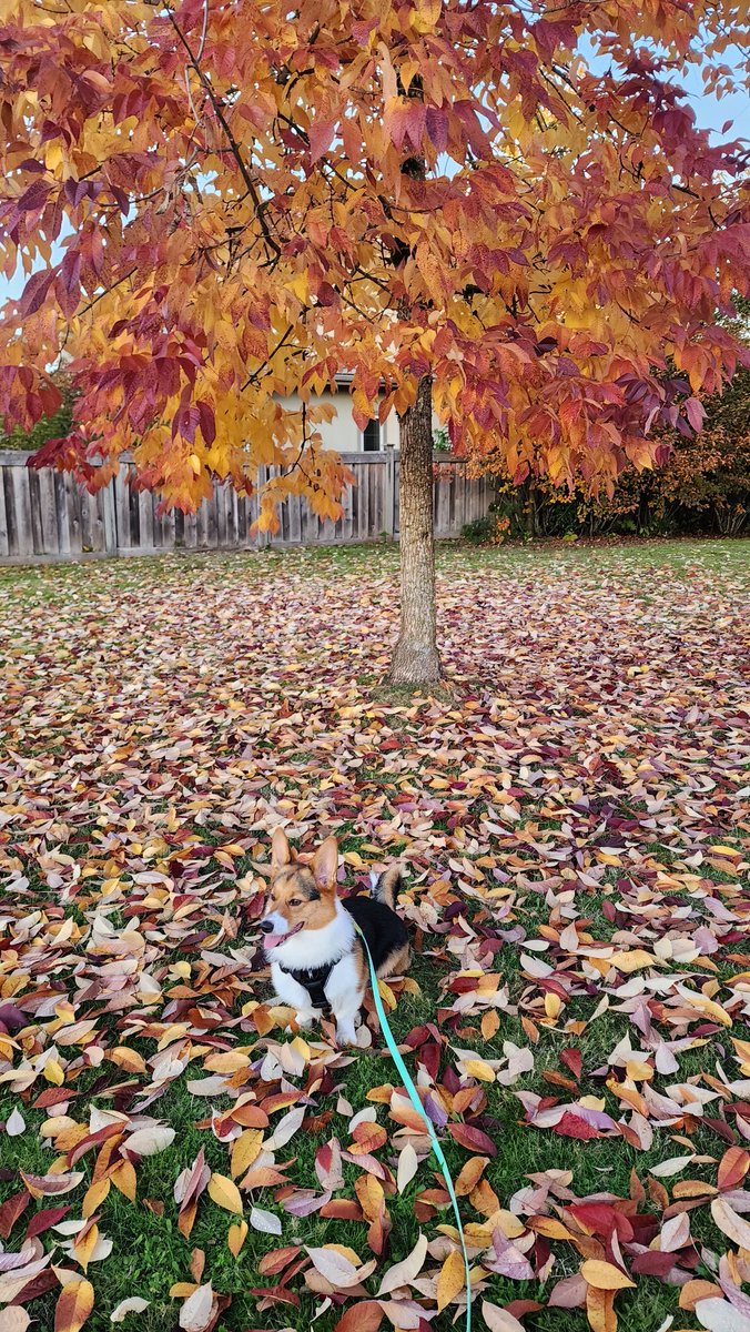 Went to Blakeburn Park in Port Coquitlam, BC, to take some Fall colors shots of Maki the Corgi! #shareyourweather