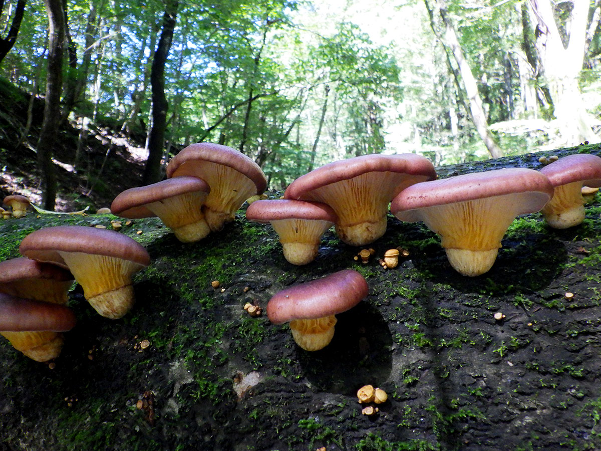 栃木県県民の森 on X