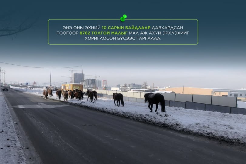 Мал аж ахуй эрхлэхийг хориглосон бүсээс малаа гаргаагүй иргэн, ААН-ыг Зөрчлийн тухай хуулиар торгох зохицуулалттай

...2025 оны эхний 10 сарын байдлаар мал аж ахуй эрхлэхийг хориглосон бүсээс давхардсан тоогоор 8762 толгой мал гаргасан. Мөн хориглосон бүсэд суурин малтай өрхөд
