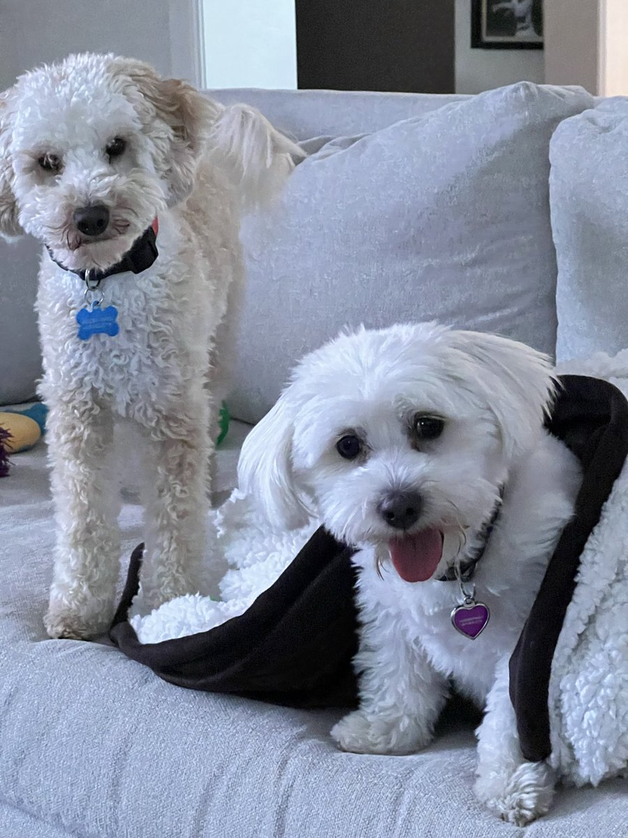 brianjacobs72's tweet photo. @Lions_FB #LionsPets
Tucker and Lola Jacobs https://t.co/1Z6po16TIb