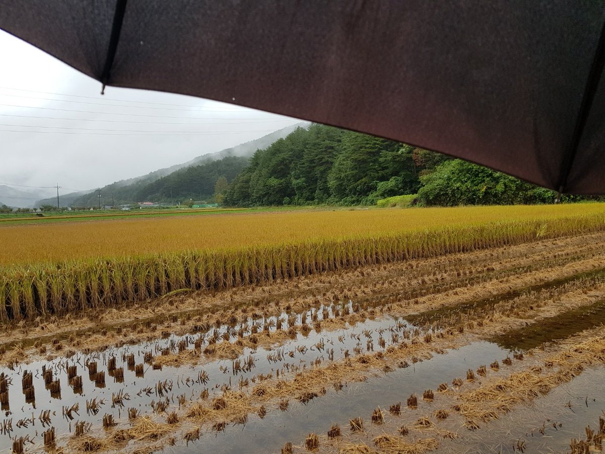 이 논의 농부는 추석 연휴 전에 이미 벼를 베려고 했습니다. 그런데 이후 하루도 쉬지 않고 비가 내렸습니다. 오늘도 비가 내리고 있습니다.  벼 이삭에서 싹이 납니다. 망했습니다.