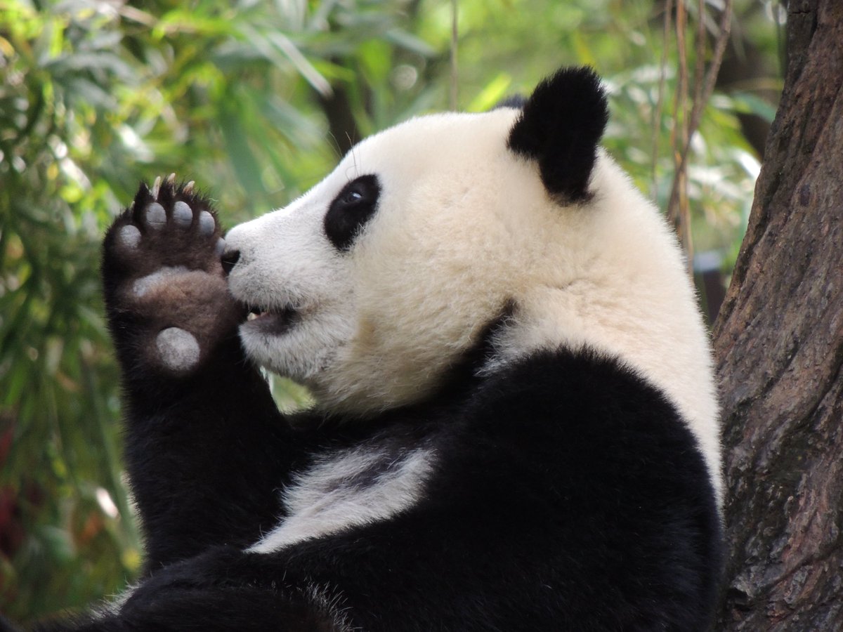 pandas_fr's tweet image. 🐼 🇨🇳 Retrouvez mes infos et photos dans le compte-rendu de mes visites des 19, 20 et 21 octobre au parc de #Chimelong ⤵️⤵️
panda.fr/chimelong-safa…
Le compte-rendu sera complété dans les prochains jours.
📸 #MeiZhu le 20 octobre 2025 / Jérôme POUILLE