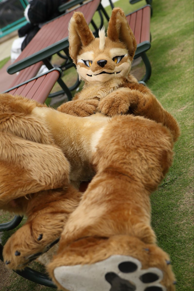 モフっていいからコーラくれ