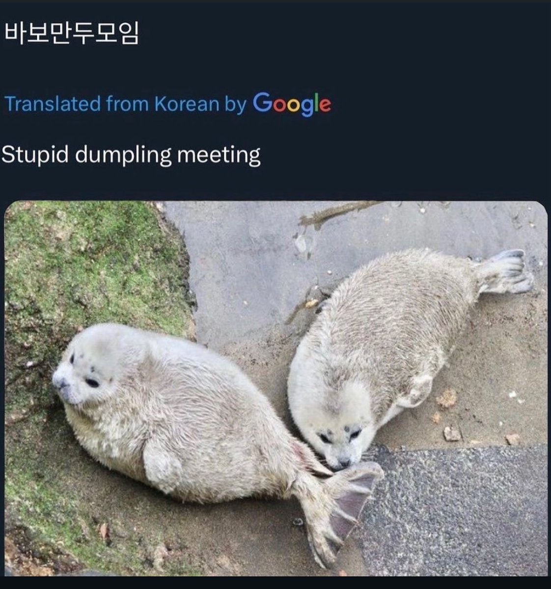 Shady seal facts (@remseals) on Twitter photo 