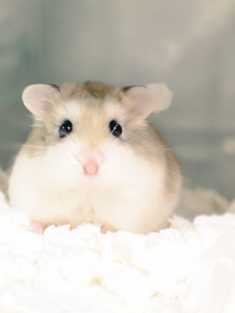 ham_record8686's tweet image. みんな元気にな〜れ🐹
 #ロボロフスキーハムスター
 #ELISA
 #Fluffy
