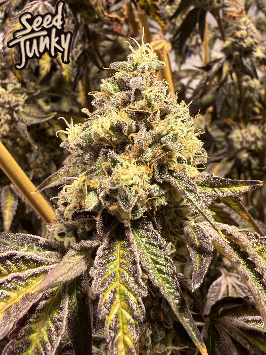 Triangle Mints 23  
Day 67 of the flower cycle. Straight 🔥
💚🏆 
<a href="/JBeezySJG/">SeedJunky</a>