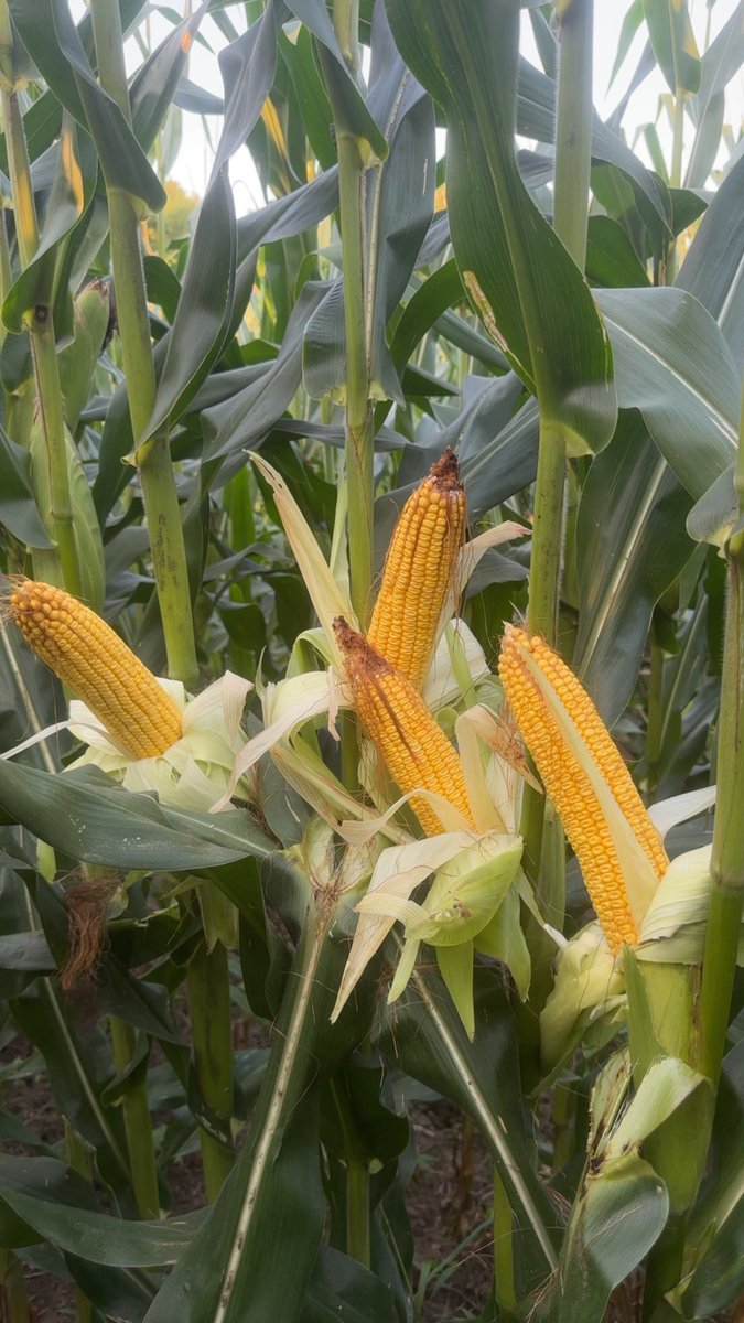 Bodie Kitchel tweet media