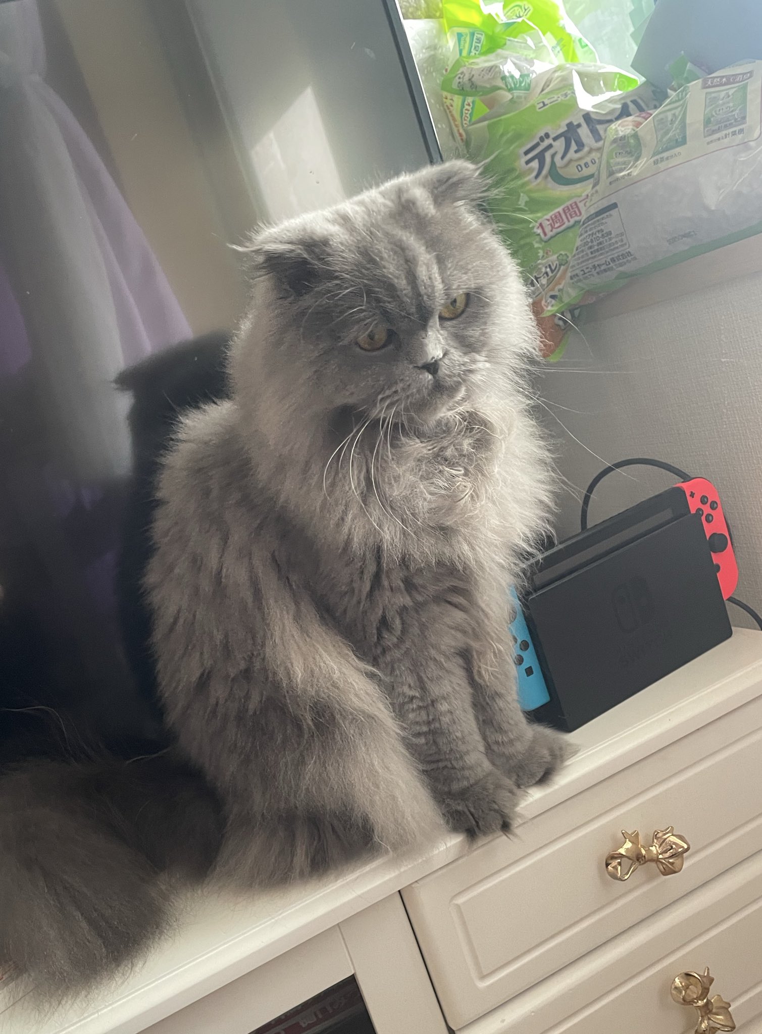 ★特選ご奉仕★白鳥&水晶♡浄化スペシャル☆【白鳥『スワン』型ディスプレイ器】❤️ 白鳥すわん（はん）🦢10/11-10/31浅草ロック座