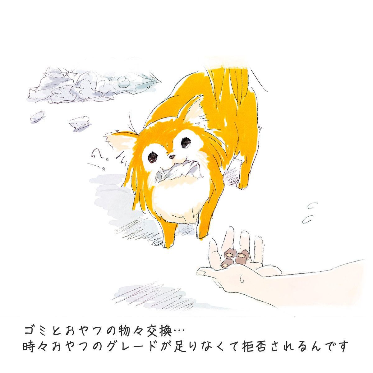 ゴミとおやつの物々交換…
時々おやつのグレードが足りなくて拒否されるんです

#dogfam #こめ #むぎ