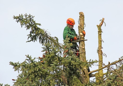 DavisSonsTree's tweet image. Did you get a dangerous or decaying tree? Trust our team for safe and swift tree removal to protect your property. Get a consultation now! #TreeRemoval
maplevalleytreeservices.com/tree-removal