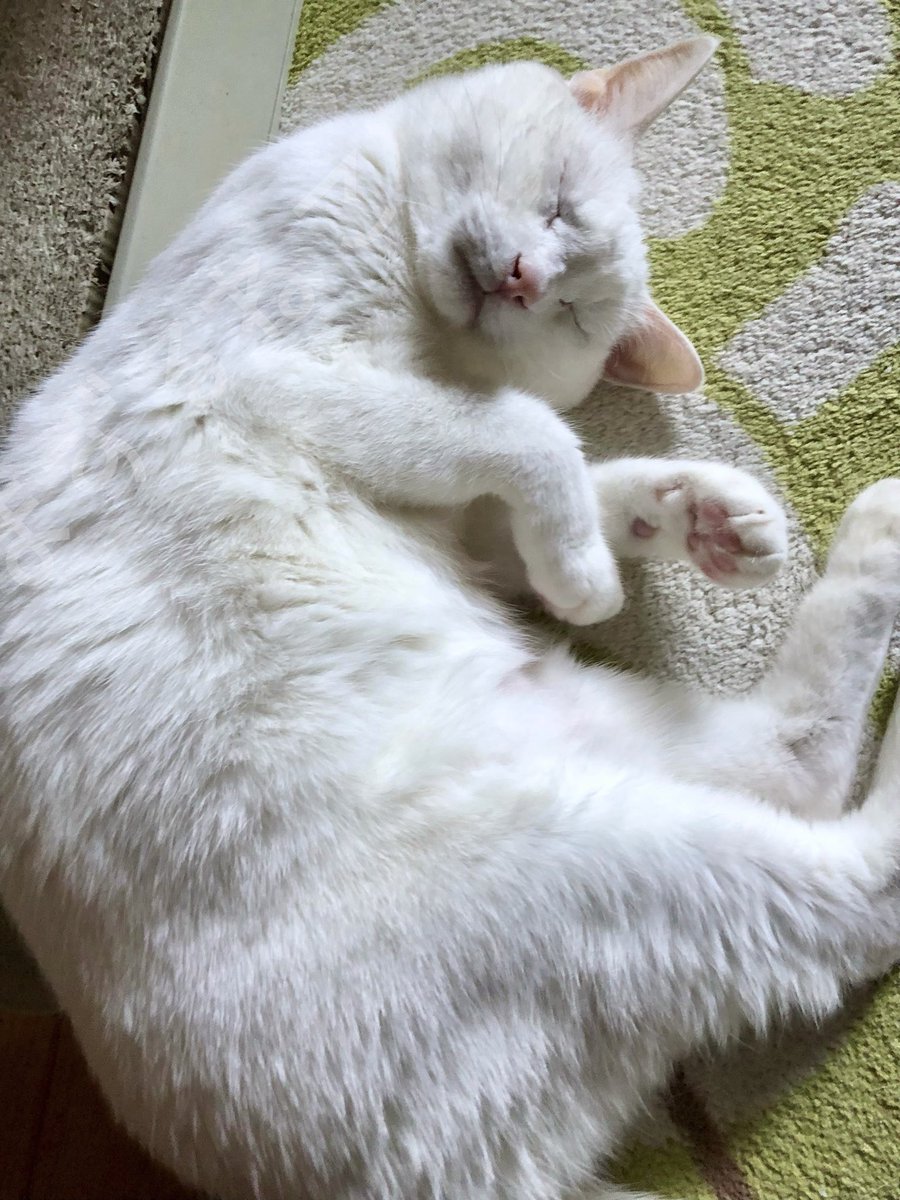 さ…さむい☃️
秋ドコーーーーー‼︎

出しっ放しの扇風機が一段と寒さに拍車をかける我が家🥶

#猫のいる暮らし　#猫のいる幸せ　#猫