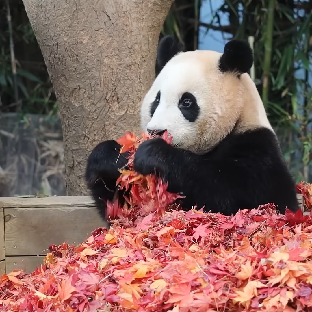 borderlesspanda's tweet photo. 낙엽드레스 입은 푸💛🍁 https://t.co/Crng7iho73