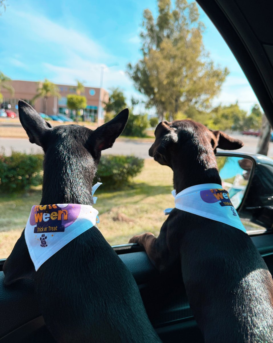 Ellos también quieren un #Guanajuato donde salir a pasear no dé miedo. 🐾🚨