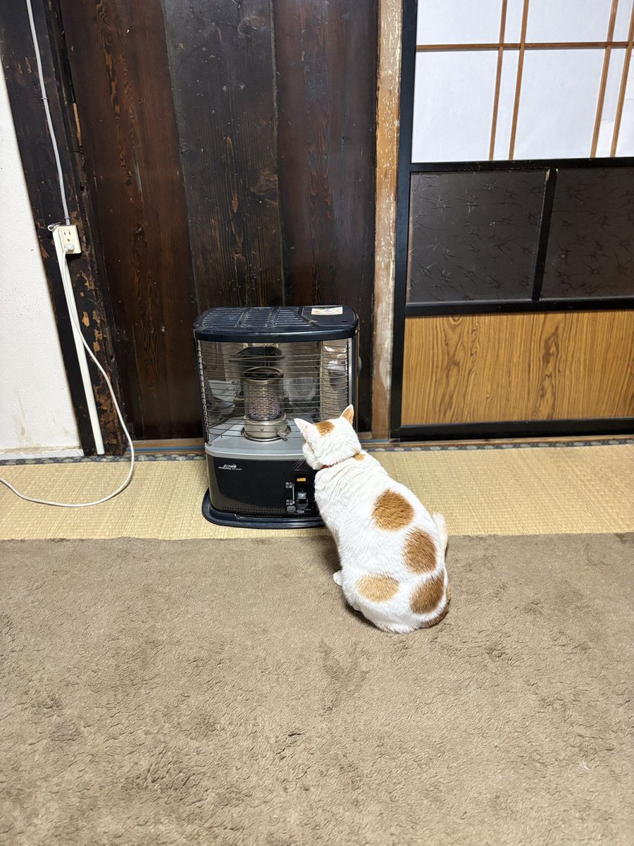 ストーブの着火を期待する猫の図