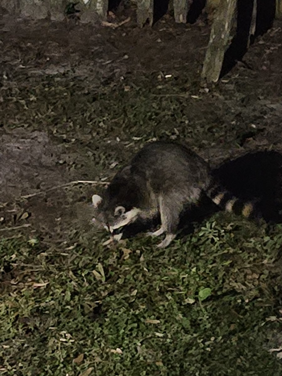 My favorite little Trash 🗑 Panda 🐼  hanging out.