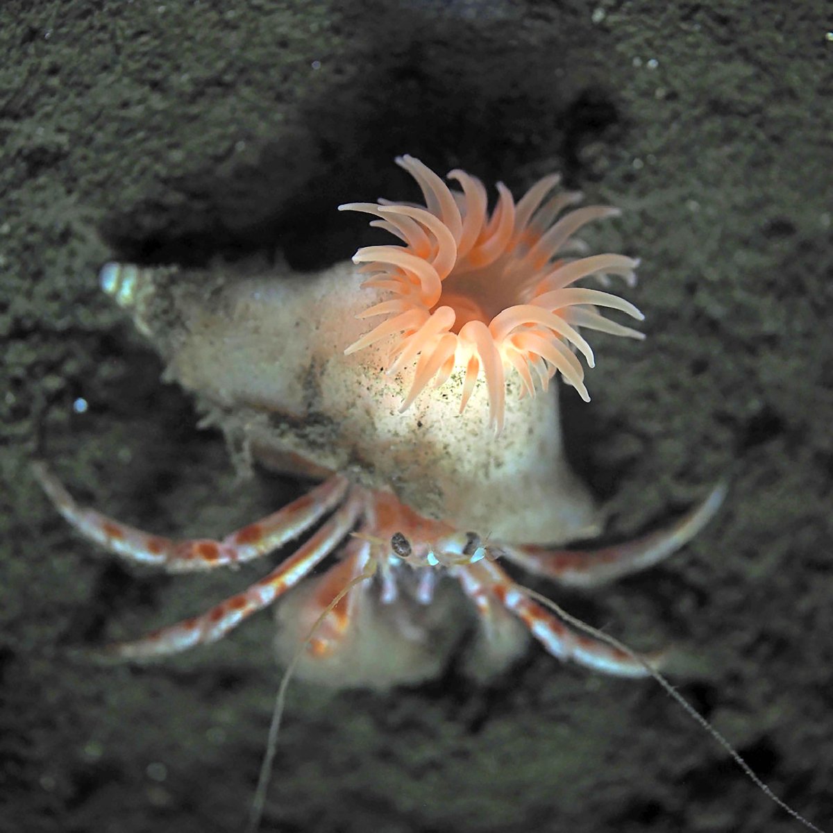 Hermit A.｜Akihiro Yoshikawa (@otsuchihermit) / Posts / X