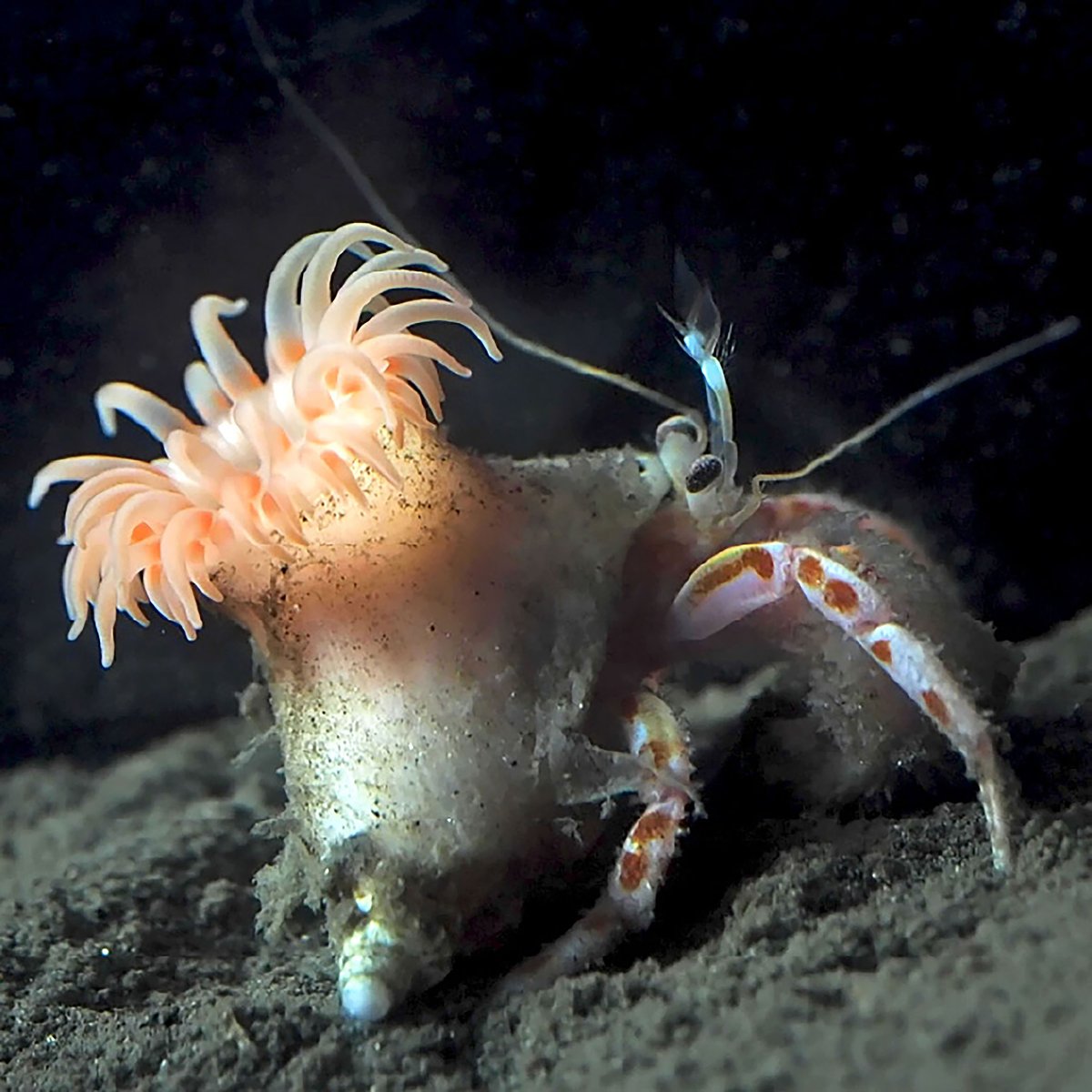 Hermit A.|Akihiro Yoshikawa (@otsuchihermit) / Posts / X Hermit A.|Akihiro Yoshikawa (@otsuchihermit) / Posts / X