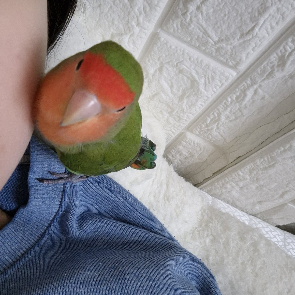 우리 아가 잘 지내고 있어 ? 
언니는 우리 해피가 너무 그리워 .. 

우리아가 따스한발과 폭 안겨있을때 느껴지는 따스함과 꼬순내가 계속 잊혀지고 있네 .. 안잊구 싶은데 🥲

그래도 항상 아침마다 우리 해피한테 인사하고 있으니까 너무 서운해하지는 마 알았지 !! 애기야 오늘도 행복하자 :)