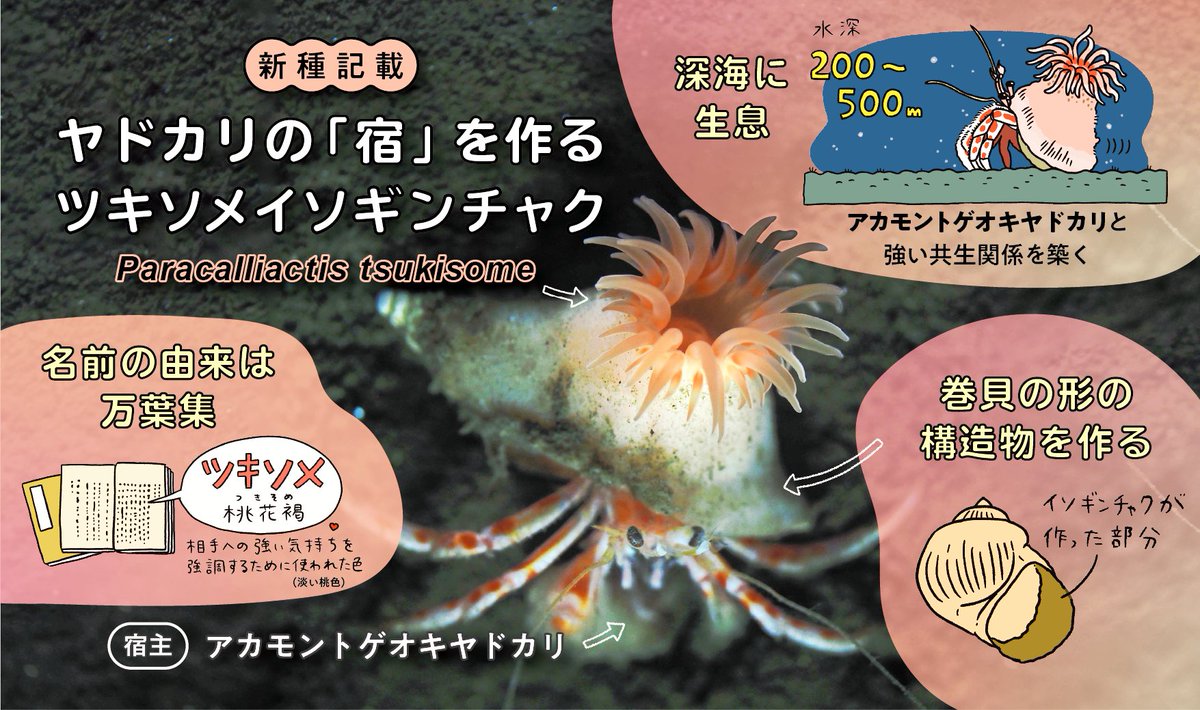 Akihiro Yoshikawa さま Akihiro Yoshikawa さま Publication｜吉川晟弘｜Akihiro