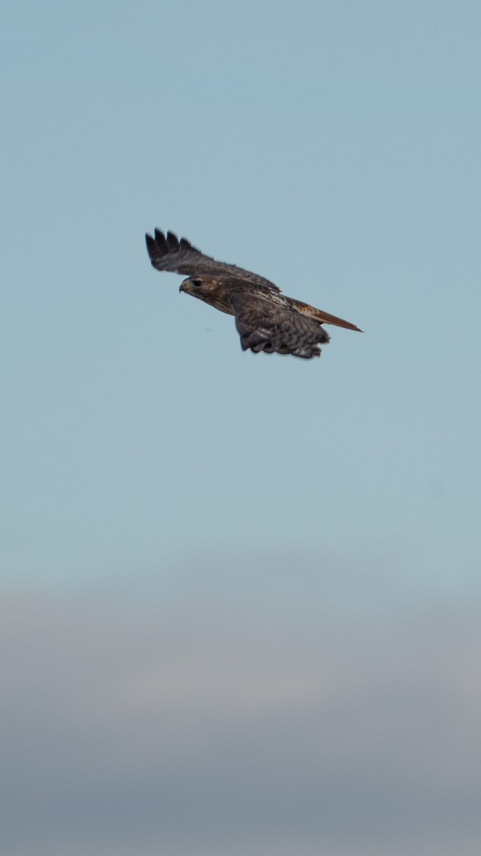 Intotheframes's tweet image. عکاسی از پرنده ها و حیوانات کمیاب تر عین آدرنالین هست. دیدنشون، ثبت عکسشون، هر ثانیه که میگذره و میگی کاش فیگور عوض کنه، کاش یهو نپره، کاش نور خراب نشه!! خیلی لذت بخشه.