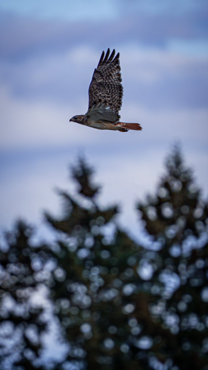 Intotheframes's tweet image. عکاسی از پرنده ها و حیوانات کمیاب تر عین آدرنالین هست. دیدنشون، ثبت عکسشون، هر ثانیه که میگذره و میگی کاش فیگور عوض کنه، کاش یهو نپره، کاش نور خراب نشه!! خیلی لذت بخشه.