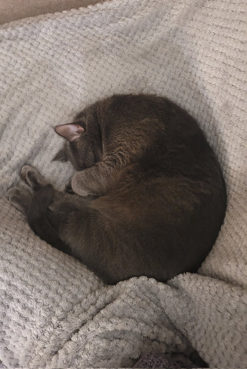 califul_ tweet media