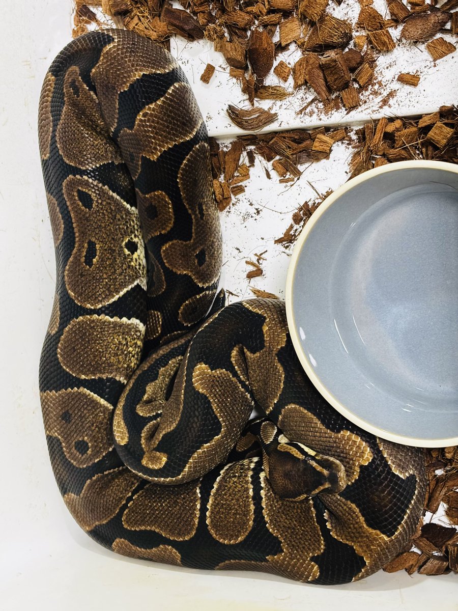 choco_python's tweet image. 仿ã®ãã§ã³ðžð
å®å¿çãªé¡ã§ããããç¬
å¯ãªã£ãŠãããã仿¥ããã±ãŒãžå
ã®ããŒã¿ãŒã
ðð
æããããŠãŠãªð