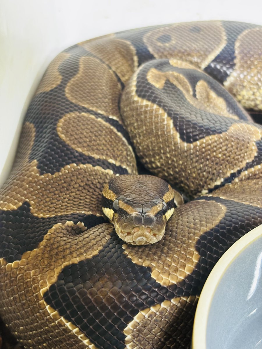 choco_python's tweet image. 仿ã®ãã§ã³ðžð
å®å¿çãªé¡ã§ããããç¬
å¯ãªã£ãŠãããã仿¥ããã±ãŒãžå
ã®ããŒã¿ãŒã
ðð
æããããŠãŠãªð
