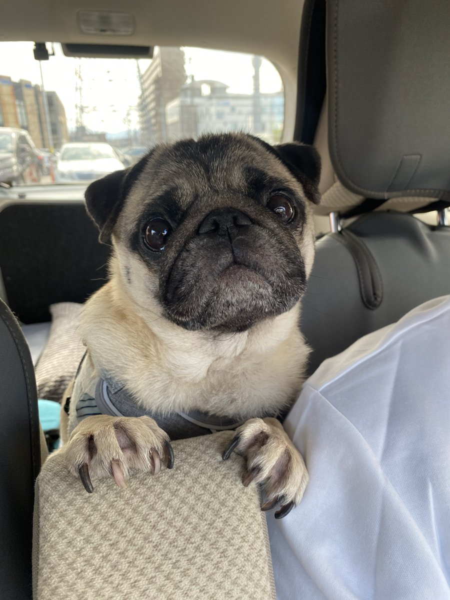 パグ犬。 (@lO9aaZQLOUbRoKe) / Posts / X