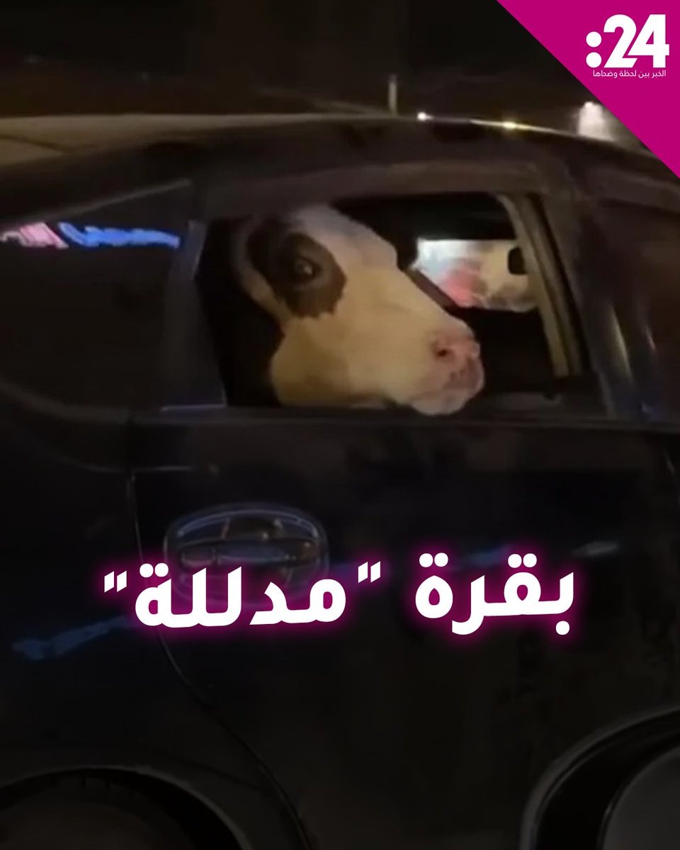 خطفت الأنظار.. بقرة "مدللة" تجلس في المقعد الخلفي لسيارة على طريق في لبنان 