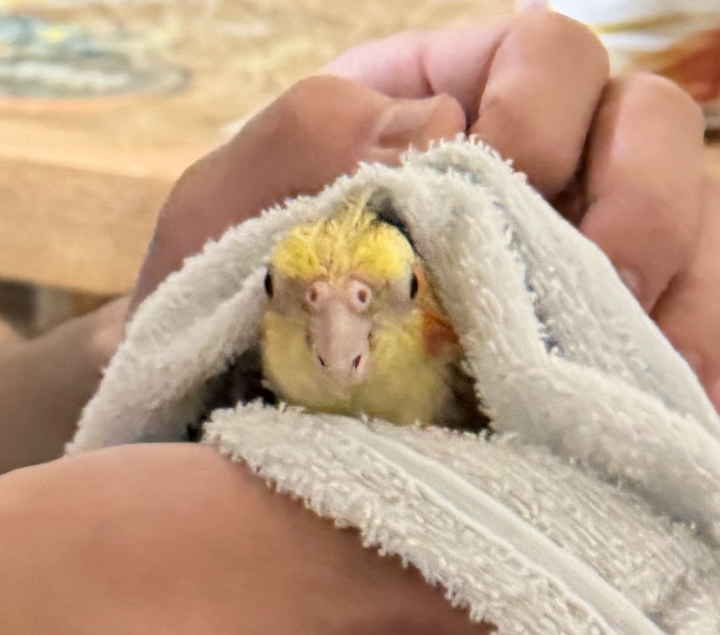 お風呂で綺麗になったからタオルで拭いてあげたら可愛かった