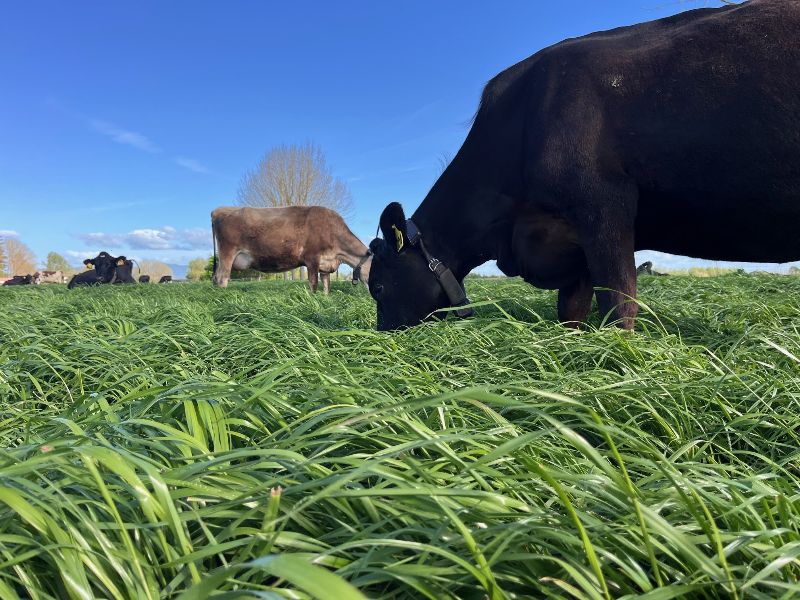 OwlFarmNZ tweet media