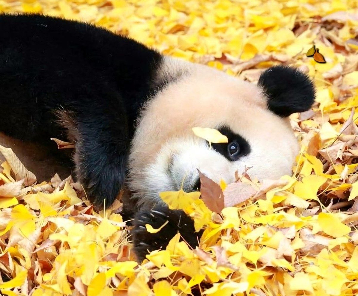 xiongseulgi's tweet image. 🍂